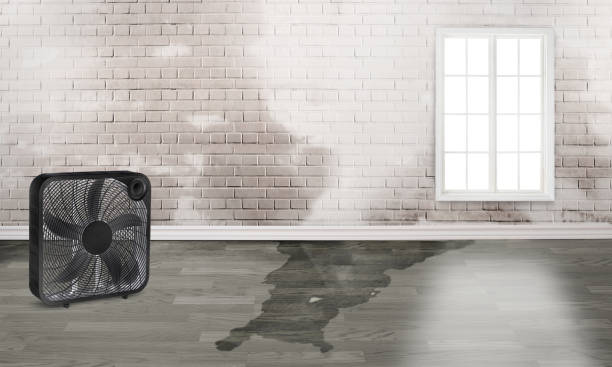 Best Local water damage restoration  in Pleasantville, IA